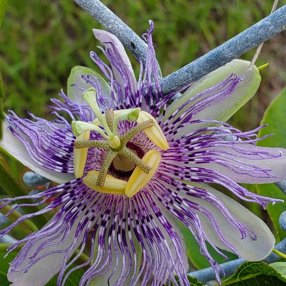 Meet your Posher, Annetta - Picture 1 of 1